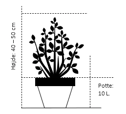 'Fantastica' Rhododendron X Yakushimanum 'Fantastica' Potte 10 Liter 40-50 Cm. 4 'Fantastica' Rhododendron X Yakushimanum 'Fantastica' Potte 10 Liter 40-50 Cm. - Billede 2