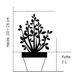 'Blumeria' Rhododendron 'Blumeria' Potte 2,0 Liter,- 20-25 Cm. 4 'Blumeria' Rhododendron 'Blumeria' Potte 2,0 Liter,- 20-25 Cm. - Billede 2