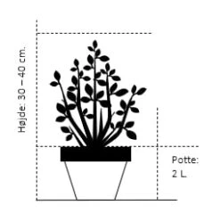 Trådcypres 'Filifera Sungold' Chamaecyparis Pisifera 'Filifera Sungold' Potte 2,0 Liter,- 30-40 Cm. -Osmo Salgsbutik 196 potte 2 0 liter 30 40 cm 6fcf 1