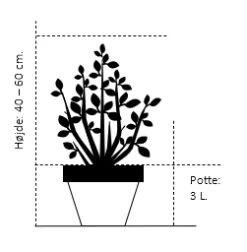 Hvidgran Picea Glauca Potte 3,0 Liter,- 40-60 Cm. -Osmo Salgsbutik 197 potte 3 0 liter 40 60 cm 8066 8