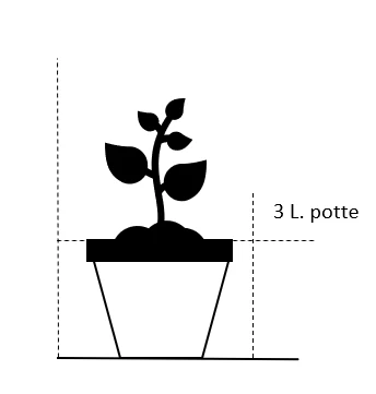 Silkepæon 'Karl Rosenfield' Paeonia Lactiflora 'Karl Rosenfield' 3,0 Liter Potte 4 Silkepæon 'Karl Rosenfield' Paeonia Lactiflora 'Karl Rosenfield' 3,0 Liter Potte - Billede 2