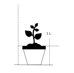 Pileurt Persicaria Ampl.'Pink Elephant' 1 Liter Potte 6 Pileurt Persicaria Ampl.'Pink Elephant' 1 Liter Potte -Osmo Salgsbutik 25 1 liter potte c4a2 75