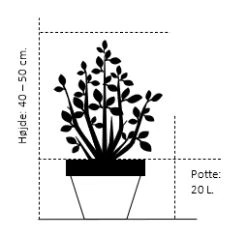 Omorikagran 'Nana' Picea Omorika 'Nana' (dværgform) Potte 20 Liter,- 40-50 Cm. -Osmo Salgsbutik 283 potte 20 liter 40 50 cm a717