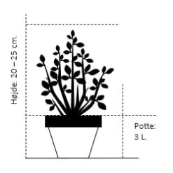 Krybende Bjergfyr 'Pumilio' Pinus Mugo Var. 'Pumilio' Potte 3,0 Liter,- 20-25 Cm. -Osmo Salgsbutik 286 potte 3 0 liter 20 25 cm 2060 6