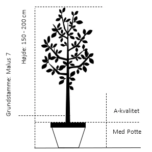 Æble 'Santana' - Allergifri Malus X 'Santana' - Allergifri 4-8 Grene. 120-160 Cm. Potte, (M7) 4 Æble 'Santana' - Allergifri Malus X 'Santana' - Allergifri 4-8 Grene. 120-160 Cm. Potte, (M7) - Billede 2