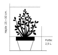 Trådthuja 'Whipcord' Thuja Plicata 'Whipcord'(dværgform) Potte 2,5 Liter, - 25-30 Cm. -Osmo Salgsbutik 321 potte 2 5 liter 25 30 cm 7789 5
