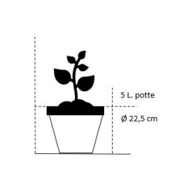 Ribs 'Rosetta' Ribes Rubrum 'Rosetta' 5 Liter Potte -Osmo Salgsbutik 34 5 liter potte 2f6e 7