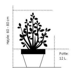 Blågran 'Fat Albert' Picea Pungens 'Fat Albert' Potte 12 Liter,- 60-80 Cm. 7 Blågran 'Fat Albert' Picea Pungens 'Fat Albert' Potte 12 Liter,- 60-80 Cm. -Osmo Salgsbutik 376 potte 12 liter 60 80 cm db8a