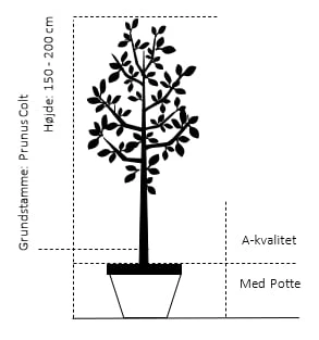 Sød Kirsebær 'Lapins' - Selvbestøvende Prunus X 'Lapins' - Selvbestøvende 4-8 Grene, 130-170 Cm. 10 Liter Potte (Colt) 4 Sød Kirsebær 'Lapins' - Selvbestøvende Prunus X 'Lapins' - Selvbestøvende 4-8 Grene, 130-170 Cm. 10 Liter Potte (Colt) - Billede 2