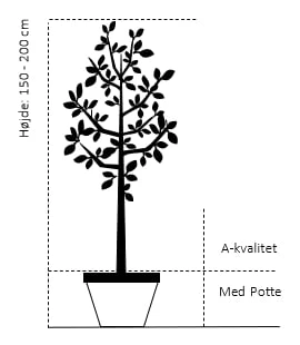 Blomme 'Italiensk Sveske' Prunus Domestica 'Italiensk Sveske' 4-8 Grene, 130-170 Cm. 10 Liter Potte. (S.J.A.) 4 Blomme 'Italiensk Sveske' Prunus Domestica 'Italiensk Sveske' 4-8 Grene, 130-170 Cm. 10 Liter Potte. (S.J.A.) - Billede 2