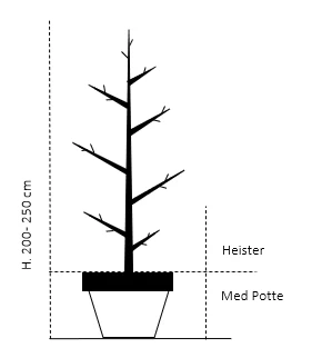 Almindelig Valnød Juglans Regia Heister 200-250 Cm. Med Potte 4 Almindelig Valnød Juglans Regia Heister 200-250 Cm. Med Potte - Billede 2