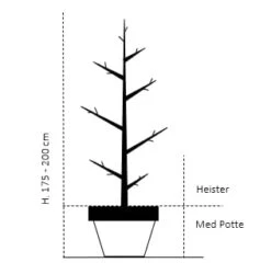 Vandgran Metasequoia Glyptostroboides Heister 175-200 Cm. Med Potte 6 Vandgran Metasequoia Glyptostroboides Heister 175-200 Cm. Med Potte -Osmo Salgsbutik 468 heister 175 200 cm med potte e7be 1