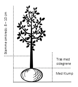 Sød Kirsebær 'Black Star' Selvbestøvende Prunus X 'Black Star' Selvbestøvende Træ Med Sidegrene,- Stammeomkreds 8-10 Cm. Med Klump 4 Sød Kirsebær 'Black Star' Selvbestøvende Prunus X 'Black Star' Selvbestøvende Træ Med Sidegrene,- Stammeomkreds 8-10 Cm. Med Klump - Billede 2