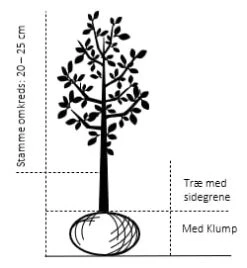 Æble 'Jonagold' Malus X 'Jonagold' Træ Med Sidegrene,- Stammeomkreds 20-25 Cm. Med Klump -Osmo Salgsbutik 515 trae med sidegrene stammeomkreds 20 25 cm med klump 28ee 1