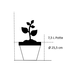 Storfrugtet Hassel 'Zellernød' Corylus Maxima 'Zellernød' 7,5 Liter Potte 4 Storfrugtet Hassel 'Zellernød' Corylus Maxima 'Zellernød' 7,5 Liter Potte - Billede 2