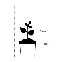 Havegloxinia Incarvillea Delavayi 'Alba' 10 Cm. Potte -Osmo Salgsbutik 609 10 cm potte firkantet 7103 26