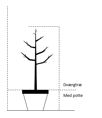 Blomme 'Quillins Reine Claude' Prunus Domestica 'R.C. Quillins' Dværgtræ, 3-5 Grene, 6,7 Liter Potte, 80-100 Cm. 4 Blomme 'Quillins Reine Claude' Prunus Domestica 'R.C. Quillins' Dværgtræ, 3-5 Grene, 6,7 Liter Potte, 80-100 Cm. - Billede 2