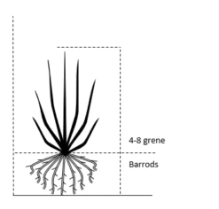 Ribs 'Jonkheer Van Tets' Ribes Rubrum 'Jonkheer Van Tets' Barrods,- 4-8 Grene 7 Ribs 'Jonkheer Van Tets' Ribes Rubrum 'Jonkheer Van Tets' Barrods,- 4-8 Grene -Osmo Salgsbutik 700 barrods 4 8 grene 6ceb