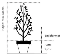 Osmo Salgsbutik -Osmo Salgsbutik 722 potte 6 7 liter soejle minimum 60 cm 29e8
