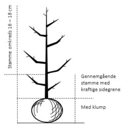Æble 'Topaz' Malus X 'Topaz' Gennemgående Stamme, Med Kraftige Sidegrene, 16-18 Cm. Omkreds, Med Klump -Osmo Salgsbutik 848 gennemgaaende stamme med kraftige sidegrene 16 18 cm omkreds med klump 2c2b