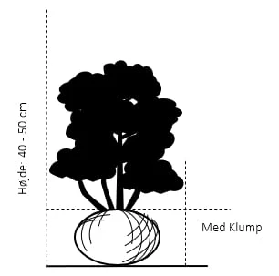 Almindelig Dværg Taks 'Thomsens Dwarf' Taxus Baccata 'Thomsens Dwarf' Med Klump,- 40-50 Cm. 4 Almindelig Dværg Taks 'Thomsens Dwarf' Taxus Baccata 'Thomsens Dwarf' Med Klump,- 40-50 Cm. - Billede 2
