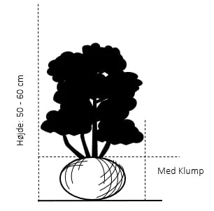 Fransk Bjergfyr Pinus Uncinata Med Klump,- 50-60 Cm. 4 Fransk Bjergfyr Pinus Uncinata Med Klump,- 50-60 Cm. - Billede 2