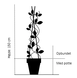 Ægte Kastanje 'Marigoule' Castanea Sativa 'Marigoule' Opbundet Til Ca. 150 Cm. Med Potte 4 Ægte Kastanje 'Marigoule' Castanea Sativa 'Marigoule' Opbundet Til Ca. 150 Cm. Med Potte - Billede 2