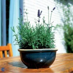 Ægte Lavendel Lavandula Angustifolia Pose Med Frø Eller Løg, 15 -Osmo Salgsbutik fi10184 lavandula angustifolia 03ab