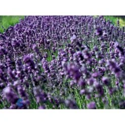 Ægte Lavendel Lavandula Angustifolia Pose Med Frø Eller Løg, 15 -Osmo Salgsbutik fi10184 lavandula angustifolia 8fbf