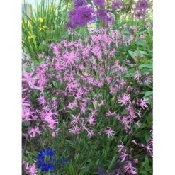 Trævlekrone Lychnis Flos-cuculi 10 Cm. Potte -Osmo Salgsbutik fi10459 lychnis flos cuculi e29c