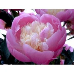 Silkepæon 'Bowl Of Beauty' Paeonia Lactiflora 'Bowl Of Beauty' 3,0 Liter Potte -Osmo Salgsbutik fi10872 paeonia lactiflora bowl of beauty 7ac2