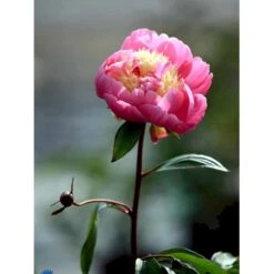 Silkepæon 'Bowl Of Beauty' Paeonia Lactiflora 'Bowl Of Beauty' 3,0 Liter Potte -Osmo Salgsbutik fi10872 paeonia lactiflora bowl of beauty a2f4