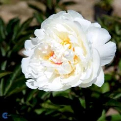 Silkepæon 'Festiva Maxima' Paeonia Lactiflora 'Festiva Maxima' 3,0 Liter Potte -Osmo Salgsbutik fi10882 paeonia lactiflora festiva maxima 3e7a