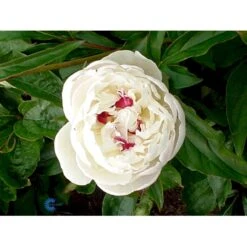 Silkepæon 'Festiva Maxima' Paeonia Lactiflora 'Festiva Maxima' 3,0 Liter Potte -Osmo Salgsbutik fi10882 paeonia lactiflora festiva maxima edee