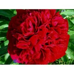 Silkepæon 'Karl Rosenfield' Paeonia Lactiflora 'Karl Rosenfield' 3,0 Liter Potte 20 Silkepæon 'Karl Rosenfield' Paeonia Lactiflora 'Karl Rosenfield' 3,0 Liter Potte -Osmo Salgsbutik fi10892 paeonia lactiflora karl rosenfield 3d99