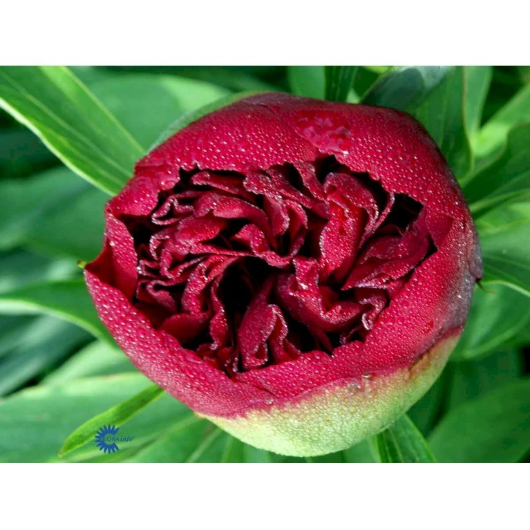 Silkepæon 'Karl Rosenfield' Paeonia Lactiflora 'Karl Rosenfield' 3,0 Liter Potte 10 Silkepæon 'Karl Rosenfield' Paeonia Lactiflora 'Karl Rosenfield' 3,0 Liter Potte - Billede 8