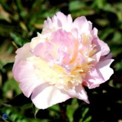 Silkepæon 'Raspberry Sundae' Paeonia Lactiflora 'Raspberry Sundae' 3,0 Liter Potte -Osmo Salgsbutik fi10904 paeonia lactiflora raspberry sundae 5972