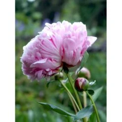 Silkepæon 'Sarah Bernhard' Paeonia Lactiflora 'Sarah Bernhard' 3,5 Liter Potte -Osmo Salgsbutik fi10908 paeonia lactiflora sarah bernhardt 28b3