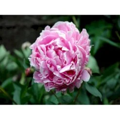 Silkepæon 'Sarah Bernhard' Paeonia Lactiflora 'Sarah Bernhard' 3,5 Liter Potte -Osmo Salgsbutik fi10908 paeonia lactiflora sarah bernhardt 54ea