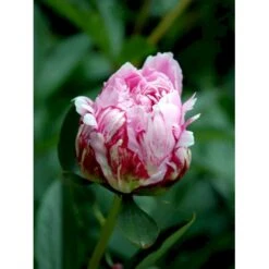 Silkepæon 'Sarah Bernhard' Paeonia Lactiflora 'Sarah Bernhard' 3,5 Liter Potte -Osmo Salgsbutik fi10908 paeonia lactiflora sarah bernhardt 920f