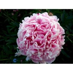 Silkepæon 'Sarah Bernhard' Paeonia Lactiflora 'Sarah Bernhard' 3,5 Liter Potte -Osmo Salgsbutik fi10908 paeonia lactiflora sarah bernhardt eb2c