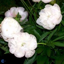 Bonderose 'Alba Plena' Paeonia Officinalis 'Alba Plena' 3,0 Liter Potte 15 Bonderose 'Alba Plena' Paeonia Officinalis 'Alba Plena' 3,0 Liter Potte -Osmo Salgsbutik fi10924 paeonia officinalis alba plena 04de