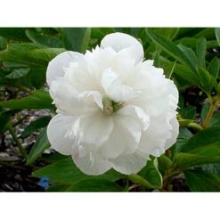 Bonderose 'Alba Plena' Paeonia Officinalis 'Alba Plena' 3,0 Liter Potte 17 Bonderose 'Alba Plena' Paeonia Officinalis 'Alba Plena' 3,0 Liter Potte -Osmo Salgsbutik fi10924 paeonia officinalis alba plena 7059