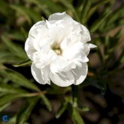 Bonderose 'Alba Plena' Paeonia Officinalis 'Alba Plena' 3,0 Liter Potte 14 Bonderose 'Alba Plena' Paeonia Officinalis 'Alba Plena' 3,0 Liter Potte -Osmo Salgsbutik fi10924 paeonia officinalis alba plena 9f96