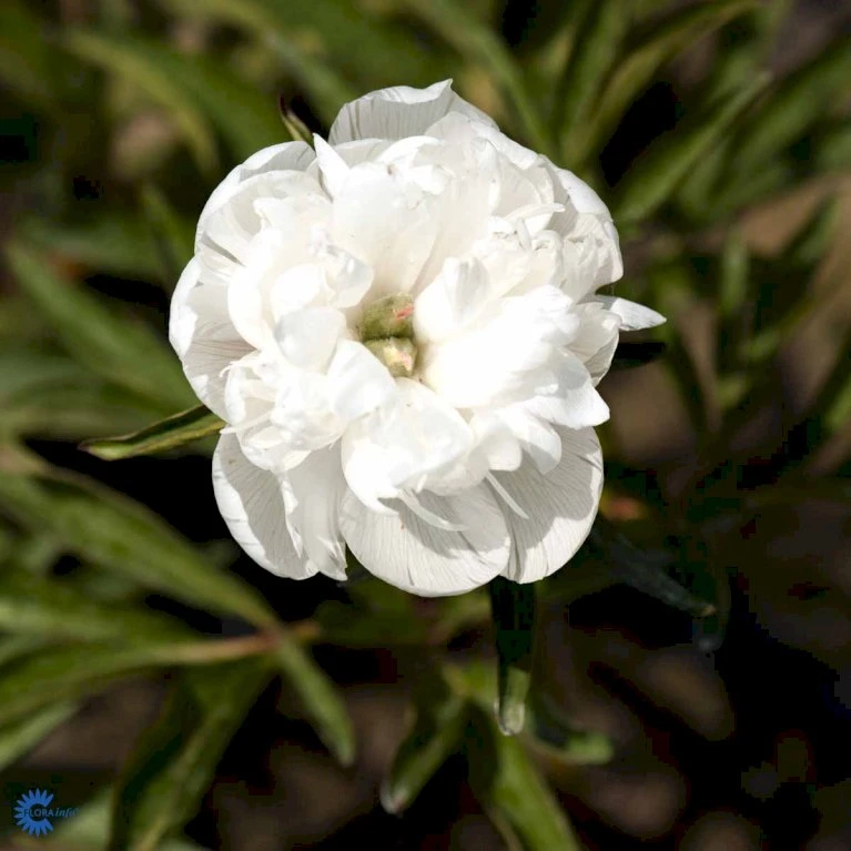 Bonderose 'Alba Plena' Paeonia Officinalis 'Alba Plena' 3,0 Liter Potte 7 Bonderose 'Alba Plena' Paeonia Officinalis 'Alba Plena' 3,0 Liter Potte - Billede 5
