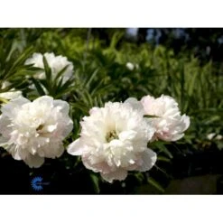 Bonderose 'Alba Plena' Paeonia Officinalis 'Alba Plena' 3,0 Liter Potte 16 Bonderose 'Alba Plena' Paeonia Officinalis 'Alba Plena' 3,0 Liter Potte -Osmo Salgsbutik fi10924 paeonia officinalis alba plena ce15