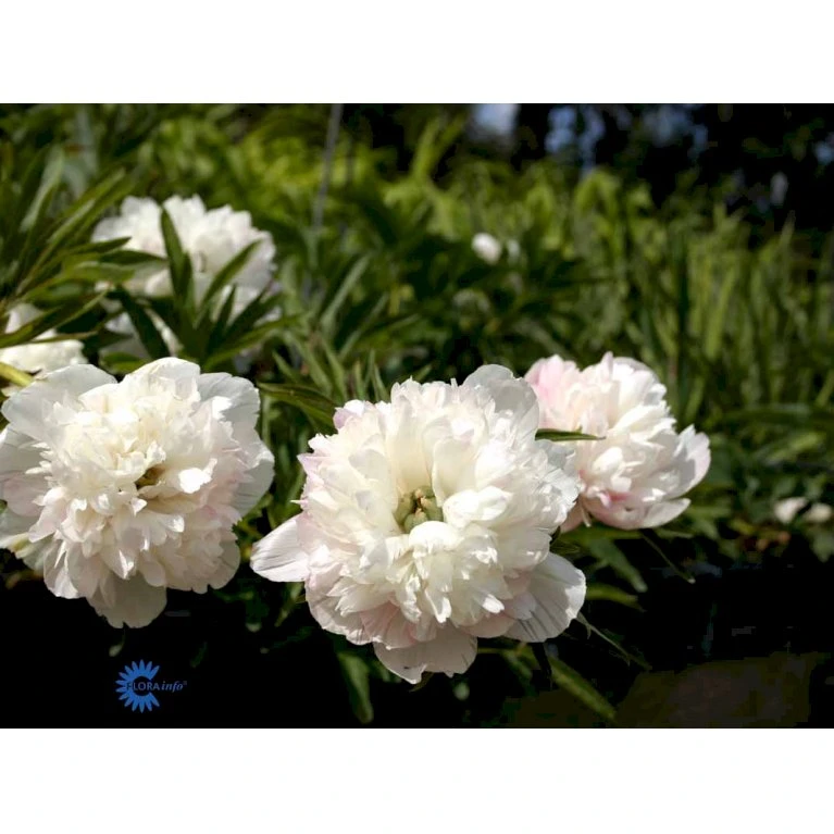 Bonderose 'Alba Plena' Paeonia Officinalis 'Alba Plena' 3,0 Liter Potte 9 Bonderose 'Alba Plena' Paeonia Officinalis 'Alba Plena' 3,0 Liter Potte - Billede 7