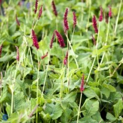 Kertepileurt 'Fat Domino' Persicaria Amplexicaulis 'Fat Domino' Potte 2 Liter. -Osmo Salgsbutik fi11133 persicaria amplexicaulis fat domino 887c