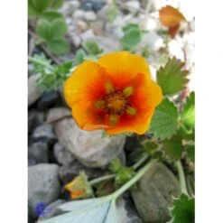 Staudepotentil Potentilla Atro. Var. Argyrophylla 1 Liter Potte -Osmo Salgsbutik fi11540 potentilla atro var argyrophylla dee5