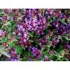 Alm. Brunelle Prunella Vulgaris Potte 2 Liter. -Osmo Salgsbutik fi11727 prunella webbiana 7663